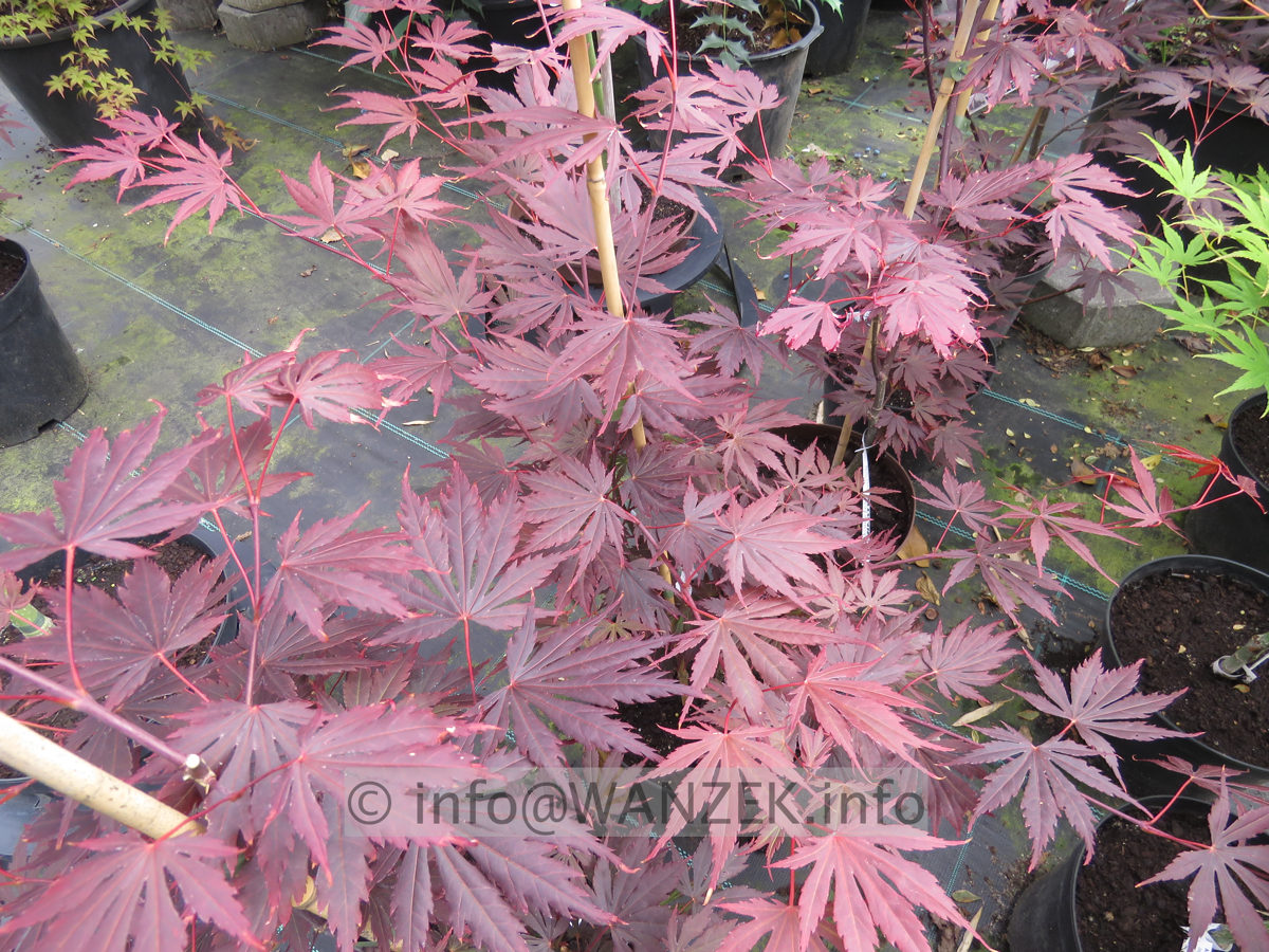 Acer shirasawanum Yasemin 60cm.JPG